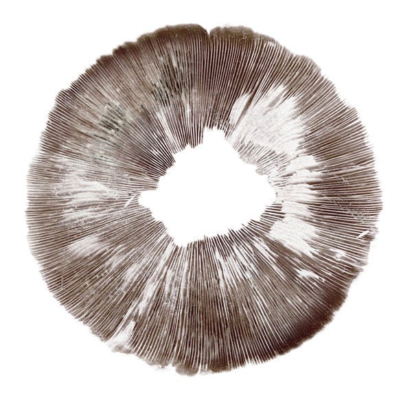 spore-print-psilocybe-cubensis-amazonas